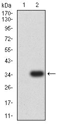 Figure 3: Western blot analysis using CD3D mAb against HEK293-6e (1) and CD3D (AA: 127-171))-hIgGFc transfected HEK293-6e (2) cell lysate.