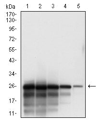 Figure 2: Western blot analysis using SARS-CoV-2-NP3 mAb against human SARS-CoV-2-N (AA: 240-419) recombinant protein. lane 1 :(100 ng); lane 2 :(50 ng); lane 3 :(25 ng); lane 4 :(10 ng); lane 5 :(2.5 ng); (Expected MW is 23.7 kDa)