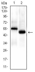 Figure 6: Western blot analysis using CD43 mAb against HEK293-6E (1) and CD43(AA: extra(20-169))-hIgGFc transfected HEK293-6E (2) cell lysate.