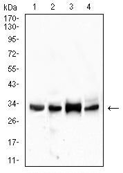 Figure 4: Western blot analysis using CD99 mouse mAb against THP-1 (1), U937 (2),MOLT4 (3), and L1210 (4) cell lysate.