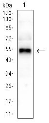 Figure 4: Western blot analysis using GATA3 mouse mAb against T47D (1) cell lysate.