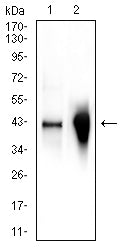 Figure 4: Western blot analysis using GLUL mouse mAb against Jurkat (1), and mouse liver (2) cell lysate.