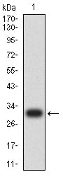 Figure 2: Western blot analysis using GLUL mAb against human GLUL (AA: 2-121) recombinant protein. (Expected MW is 30.7 kDa)