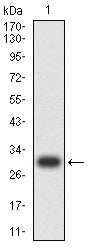 Figure 2: Western blot analysis using SALL4 mAb against human SALL4 (AA: 96-359) recombinant protein. (Expected MW is 30.6 kDa)