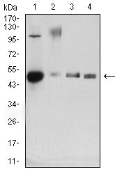 Figure 4: Western blot analysis using CD34 mouse mAb against mouse lung (1), rat lung (2), mouse kidney (3), and rat kidney (4) tissue lysate.