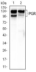 Figure 4: Western blot analysis using PGR mouse mAb against T47D (1), and C2C12 (2) cell lysate.