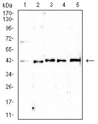 Figure 4: Western blot analysis using CD5 mouse mAb against MOLT4 (1), U937 (2),L1210 (3) ,HEK239 (4) ,and HEK293-6e (5) cell lysate.