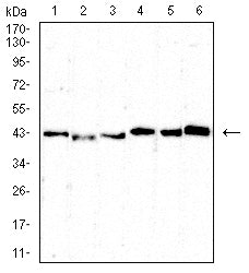 Figure 4: Western blot analysis using CD5 mouse mAb against MOLT4 (1), MOLT4 (2),U937 (3),L1210 (4) ,HEK239 (5) ,and HEK293-6e (6) cell lysate.