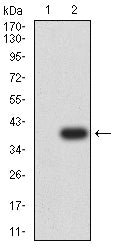 Figure 3: Western blot analysis using CDX2 mAb against HEK293-6e (1) and CDX2 (AA: 1-180)-hIgGFc transfected HEK293-6e (2) cell lysate.