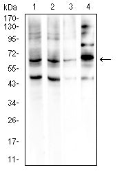 Figure 4: Western blot analysis using GPC3 mouse mAb against HepG2 (1), BEL-7402 (2), SH-SY5Y (3), and F9 (4) cell lysate.