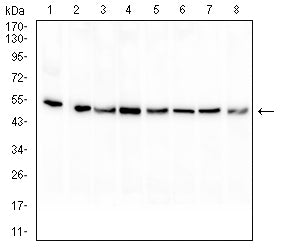 Figure 4: Western blot analysis using PAX8 mouse mAb against HL-60 (1), HEK293 (2), Raji (3), Hela (4), Jurkat (5), A431 (6), A549 (7), and K562 (8) cell lysate.