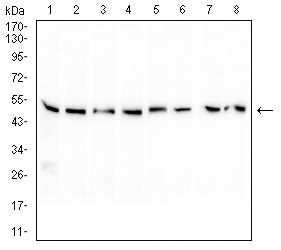 Figure 4: Western blot analysis using PAX8 mouse mAb against HL-60 (1), HEK293 (2), Raji (3), Hela (4), Jurkat (5), A431 (6), A549 (7), and K562 (8) cell lysate.