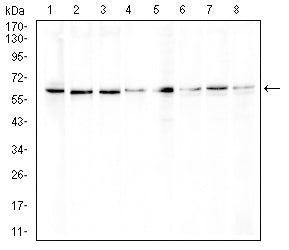 Figure 4: Western blot analysis using ERCC1 mouse mAb against NIH/3T3 (1), MCF-7 (2), Hela (3), SK-Br-3 (4), HepG2 (5), Raji (6), PC-3 (7), and K562 (8) cell lysate.