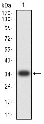 Figure 2: Western blot analysis using ERCC1 mAb against human ERCC1 (AA: 1-297) recombinant protein. (Expected MW is 35.5 kDa)