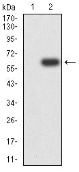 Figure 3: Western blot analysis using ERCC1 mAb against HEK293-6e (1) and ERCC1 (AA: 1-297)-hIgGFc transfected HEK293 (2) cell lysate.