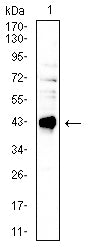Figure 4: Western blot analysis using CD40 mouse mAb against Raji cell lysate.