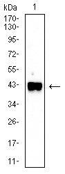 Figure 4: Western blot analysis using CD40 mouse mAb against Raji cell lysate.
