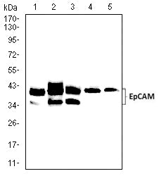 Figure 4: Western blot analysis using EPCAM mouse mAb against HCT116 (1), HT-29 (2),SW480 (3),Sw-620 (4) , and T47D (5) cell lysate.