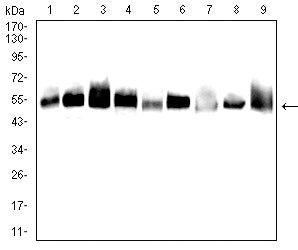 Figure 3: Western blot analysis using TUBA4A mouse mAb against A431 (1), Hela (2), HepG2 (3), Jurkat (4), Cos7 (5),C6 (6), NIH3T3 (7), HEK293 (8),and HEK293-6e (9) cell lysate.