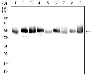 Figure 3: Western blot analysis using TUBA4A mouse mAb against A431 (1), Hela (2), HepG2 (3), Jurkat (4), Cos7 (5),C6 (6), NIH3T3 (7), HEK293 (8),and HEK293-6e (9) cell lysate.