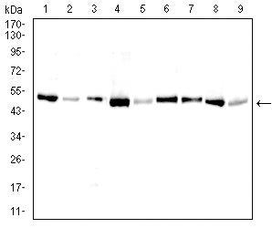 Figure 3: Western blot analysis using BAX mouse mAb against Hela (1), C2C12 (2),C6 (3),HepG2 (4),MCF-7 (5),Ramos (6),Raji (7),HEK293 (8), and HEK293-6e (9) cell lysate.