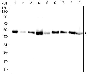 Figure 3: Western blot analysis using BAX mouse mAb against Hela (1), C2C12 (2),C6 (3),HepG2 (4),MCF-7 (5),Ramos (6),Raji (7),HEK293 (8), and HEK293-6e (9) cell lysate.