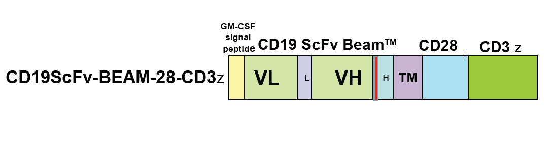 Figure 1. CAR-T cells expressing the above constructs are available from Promab targeting CD19 antigen. ScFv, single