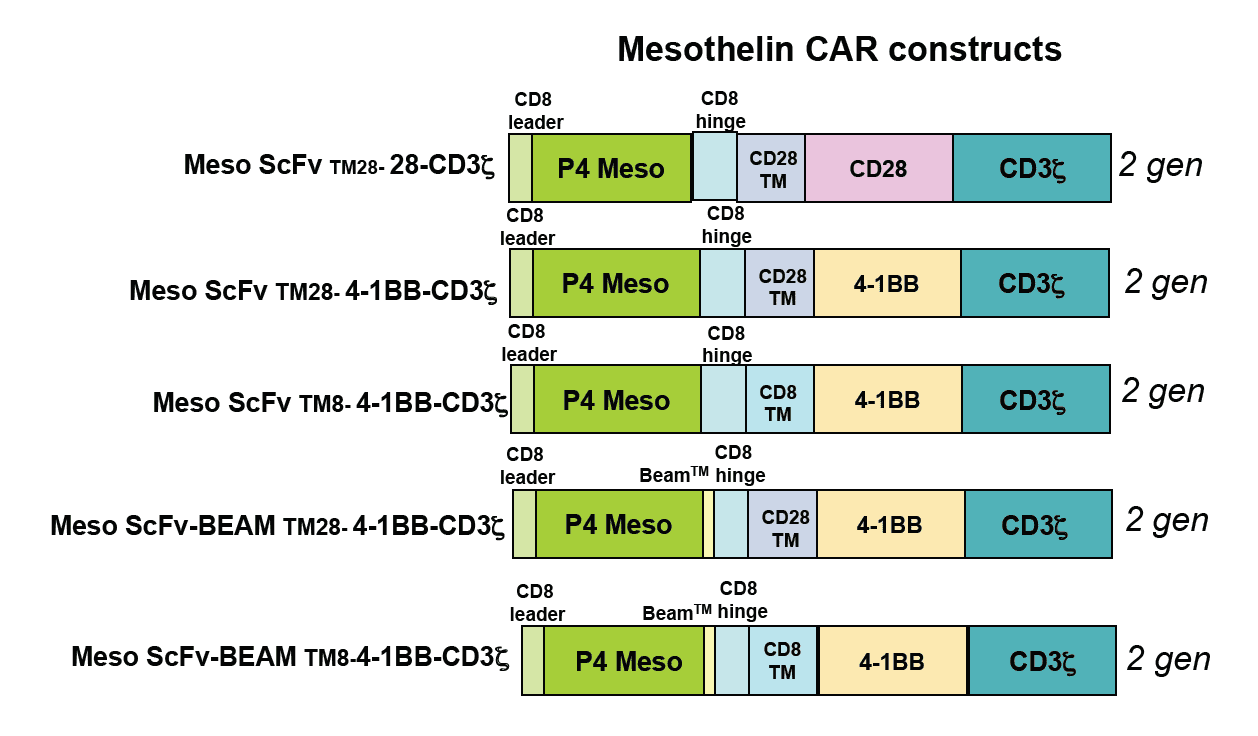 Figure 1: CAR-T cells expressing the above constructs are available from Promab targeting Mesothelin antigen. ScFv, single chain variable fragment