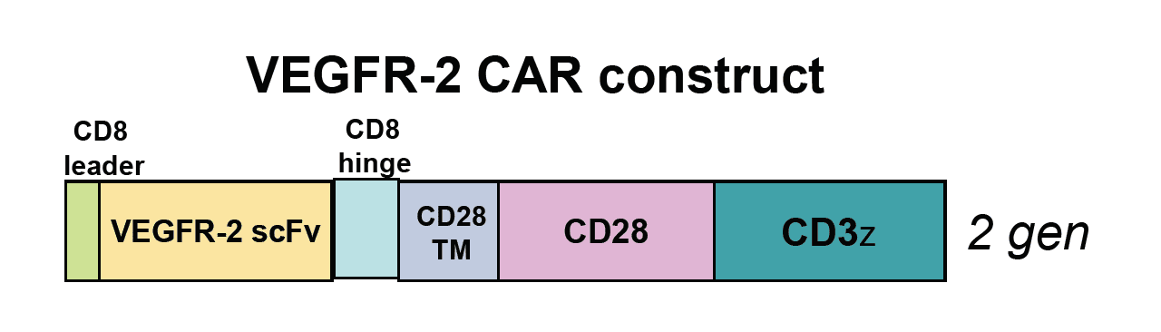 Figure 1: CAR-T cells expressing the above constructs are available from Promab targeting VEGFR-2 antigen. ScFv,