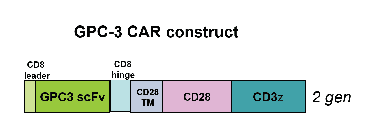 Figure 1: CAR-T cells expressing the above constructs are available from Promab targeting GPC-3 antigen. ScFv, single