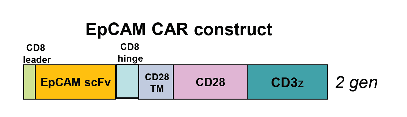 Figure 1: CAR-T cells expressing the above constructs are available from Promab targeting EpCAM antigen. ScFv,single chain variable fragment.