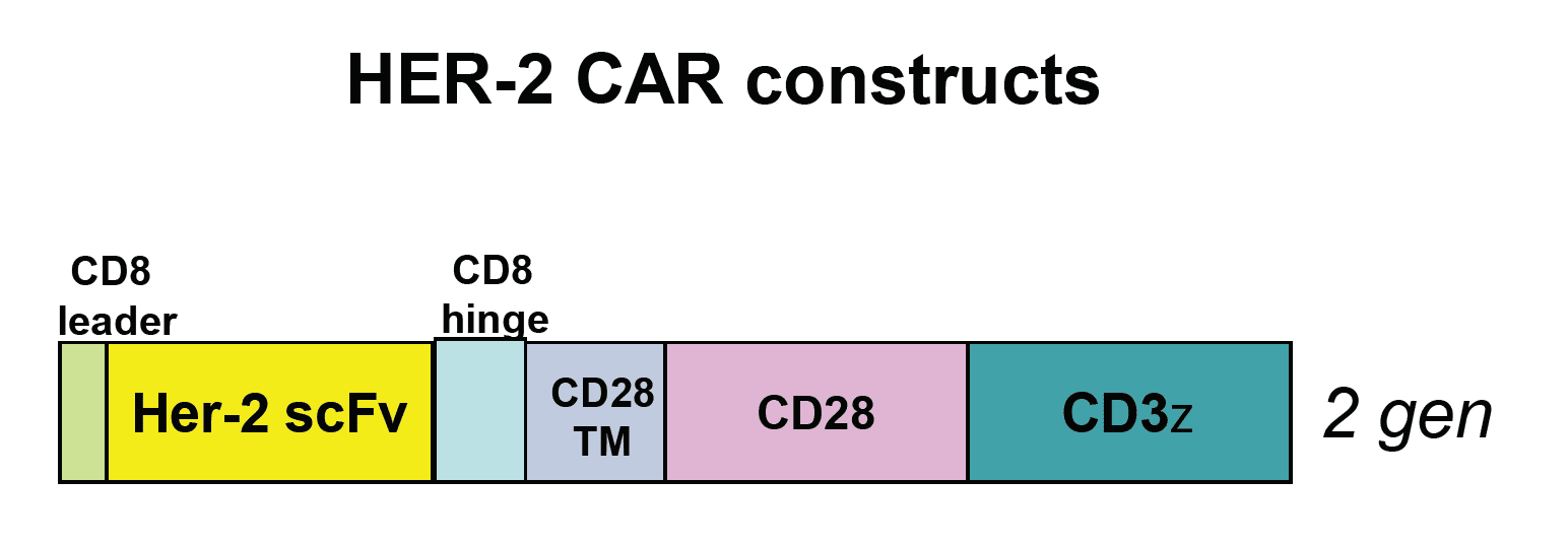 Figure 1: CAR-T cells expressing the above constructs are available from Promab targeting HER-2 antigen. ScFv, single