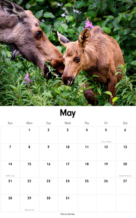 Shop Moose Calendars at Anchorage Daily News Store Anchorage Daily