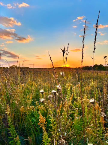Prairie at Sunset in Champaign Illinois
