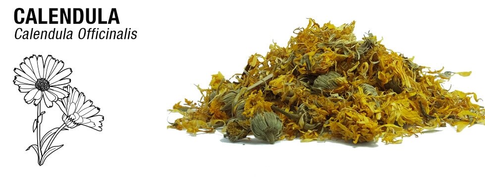 Calendula