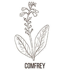 Comfrey