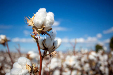 NATURAL COTTON PLANT