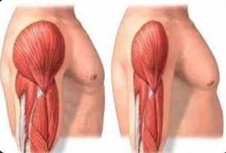 Sarcopenia e muscolos