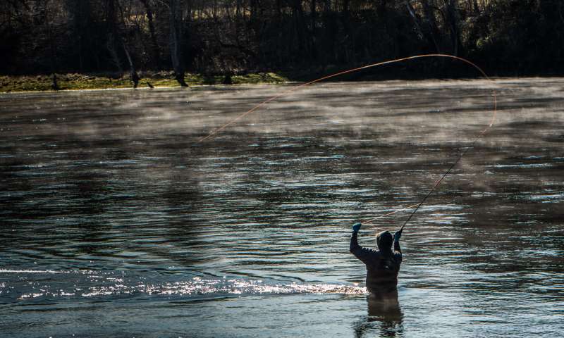 Wading the White River, Arkansas fly fishing