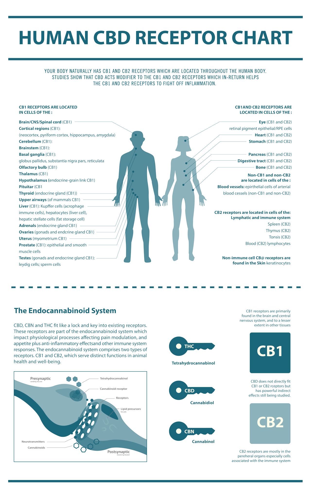 Human CBD Receptor Chart Infographic