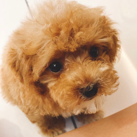 cute head shot of a brown fluffy puppy named JD, looking sweetly into the camera