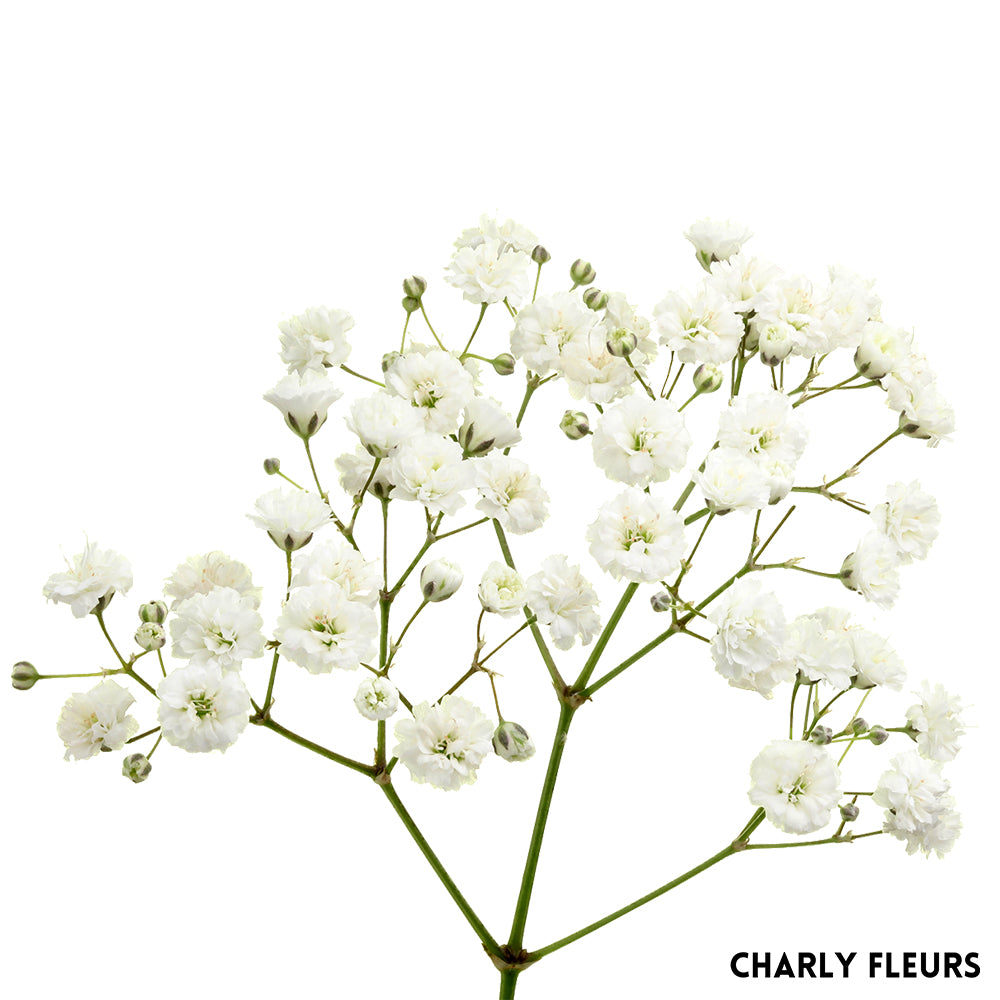 Gypsophile blanc— Charly Fleurs