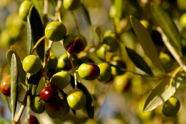 Beneficios del aceite de oliva virgen extra