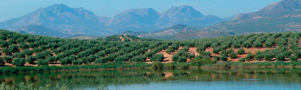 El Olivar de Puente Genil