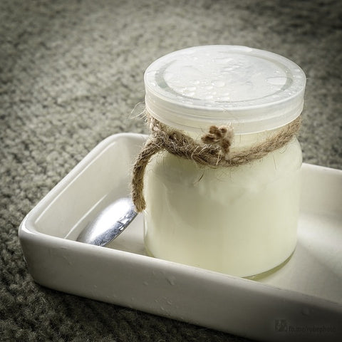 Lactobacillus bulgaricus in Joghurt