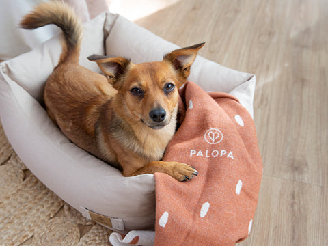 Dog blanket - PALOPA