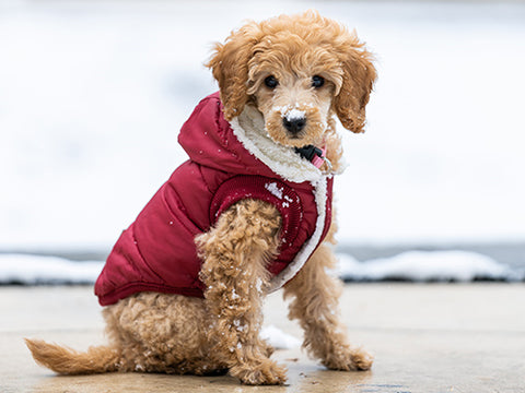 Dogs with coats in winter