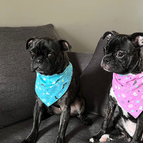 Puppies with Halloween bandanas