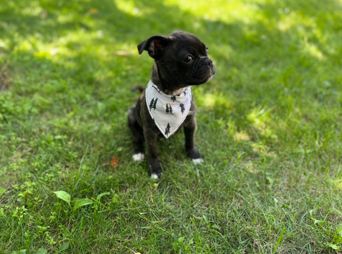 Black Pup in a white dog bandana sitting on grass