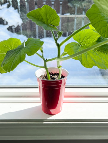 Pumpkin plant in windowsill